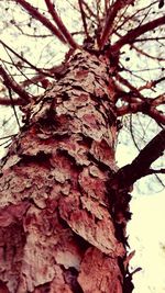 Low angle view of tree trunk