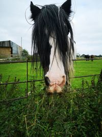 Horse in a field