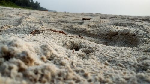 Close-up of lizard on sand at beach against sky