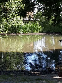 Reflection of trees in lake