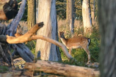 Deer in forest