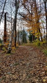 Trees in forest during autumn