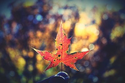 Close-up of maple leaf against blurred background