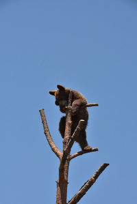 Adorable baby black bear cub in a tree in the summer time.