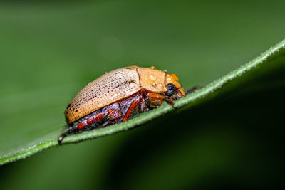 Close-up photo of wet  christmas beetle on a green leaf  