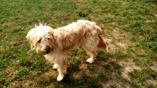 View of a dog on grassy field