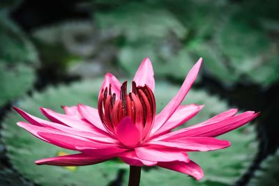 Close-up of pink lotus water lily