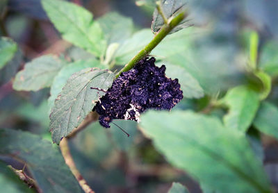 Close-up of insect on flower