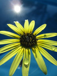 Close-up of yellow flower blooming outdoors
