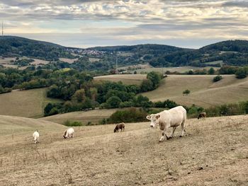 Sheep on a field