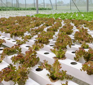 High angle view of flowering plants in greenhouse