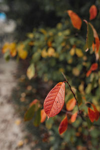 Close-up of dry maple leaves on tree