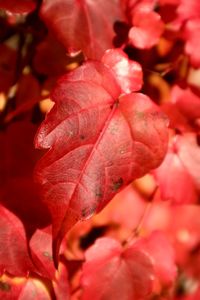 Close-up of red autumn leaves