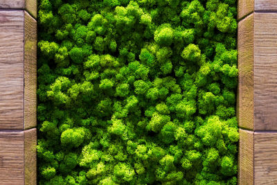 Directly above shot of plants growing outdoors