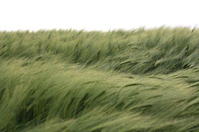 Close-up of wheat field against sky