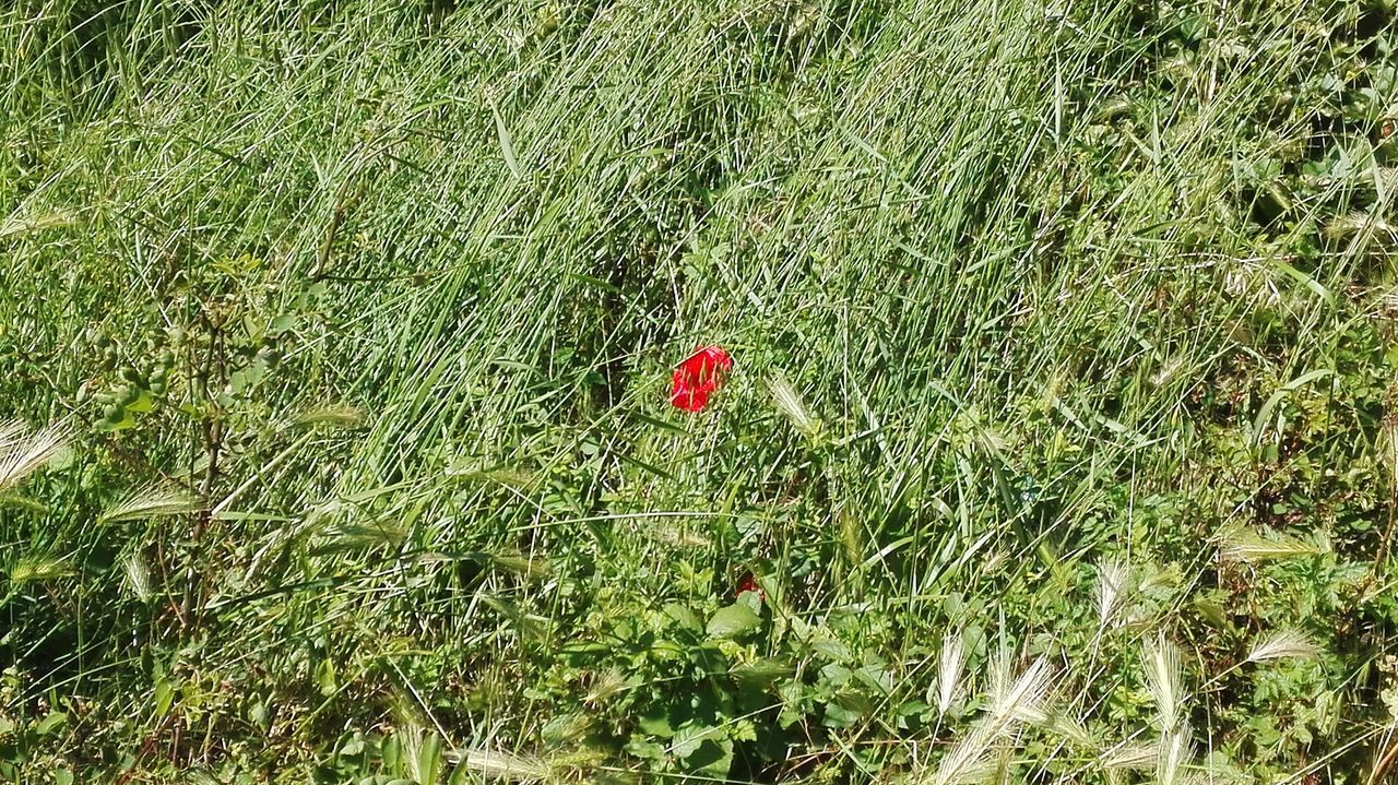 HIGH ANGLE VIEW OF RED POPPIES ON FIELD