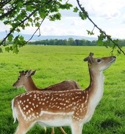 View of deer on field