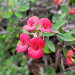 Close-up of pink flowers blooming outdoors