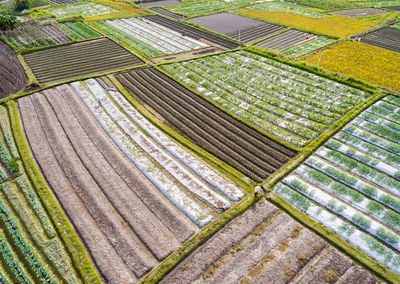 High angle scenic view of agricultural field