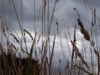 Close-up of stalks in field against sky