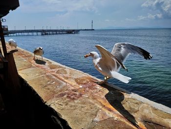 Seagulls flying over sea against sky