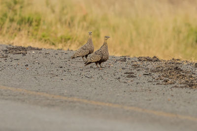 Side view of a bird on land