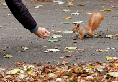 An orange squirrel cautiously creeps up to a person s hand for a treat.