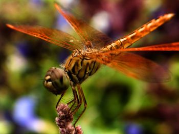 Close-up of insect on plant