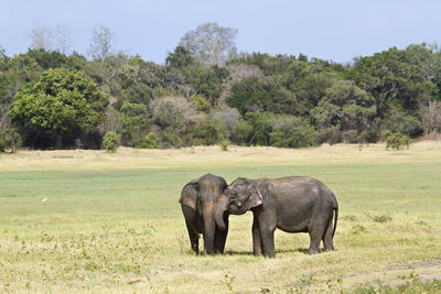 Elephant in a field