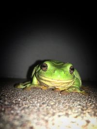 Close-up portrait of a frog