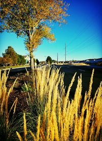 Plants growing on field against clear blue sky