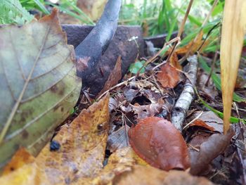 Close-up of autumn leaves