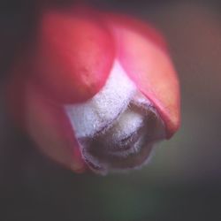 Close-up of human eye