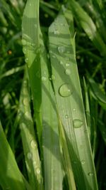 Close-up of water drops on leaves