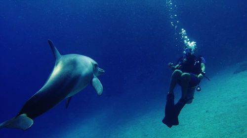 Fish swimming in sea