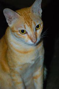 Close-up portrait of cat