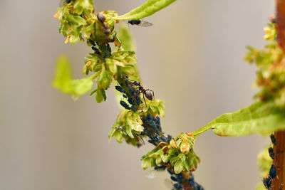 Close-up of flowering plant against tree