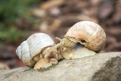 Close-up of snail