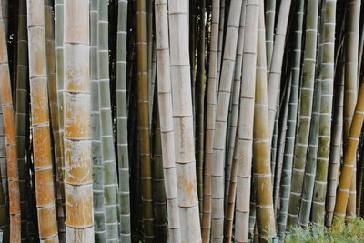 Full frame shot of bamboo in forest