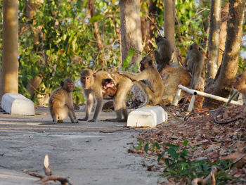 Photos of reaction of the monkey family at sriracha city thailand.