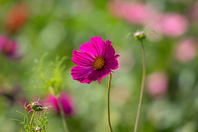 Close-up of pink cosmos flower