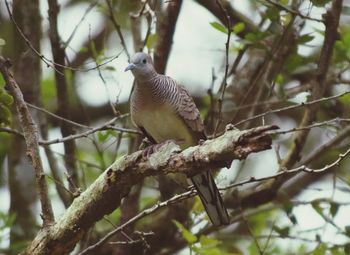 Close-up of bird perching on tree