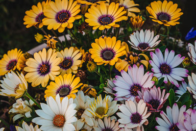 Close-up of daisy flowers