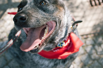 Close-up of dog sticking out tongue