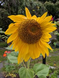 Close-up of sunflower