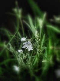 Close-up of flowers blooming in field