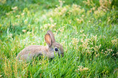 Baby wild rabbit on green grass in the meadow