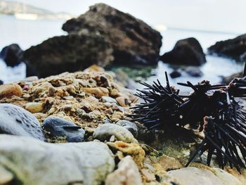 Close-up of crab on rock at beach