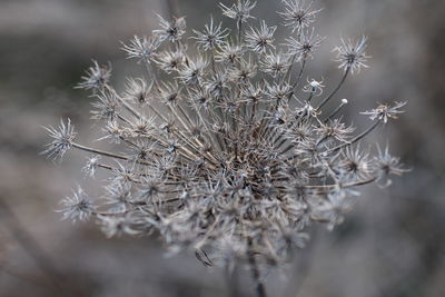 Close-up of dried plant