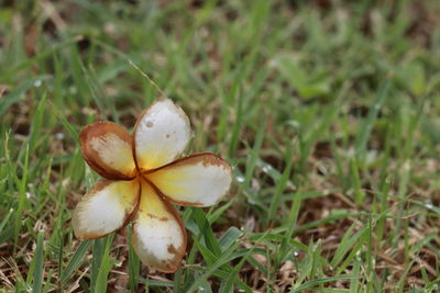 Close-up of white flowering plant on field